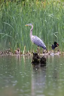 Blackbird Prints: Red-winged Blackbird attacking Great Blue Heron