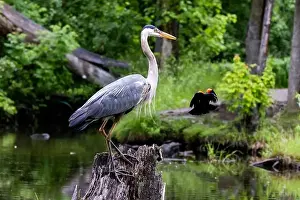 Blackbird Prints: Red-winged Blackbird attacking Great Blue Heron