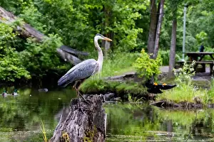 Blackbird Prints: Red-winged Blackbird attacking Great Blue Heron