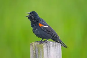 Blackbird Prints: Red winged blackbird Giving a Vigorous Call in the Horicon Marsh in Wisconsin