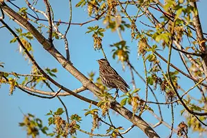 Blackbird Prints: Red-winged Blackbird is a passerine bird found in most of North America and much of Central America