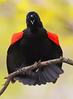 Red-winged Blackbird perched on a branch with yellow backgroun
