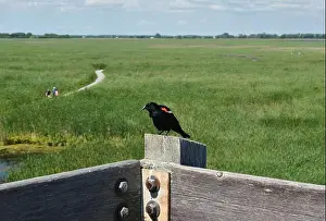 Blackbird Prints: Red-winged blackbird on a post with a marsh in the background at Point Pelee National Park in Ontario