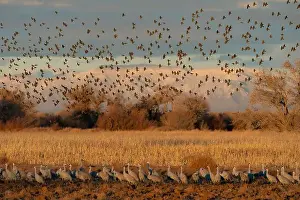 Blackbird Prints: Red-winged blackbirds flying with snow-covered Manzano Mountains in the background