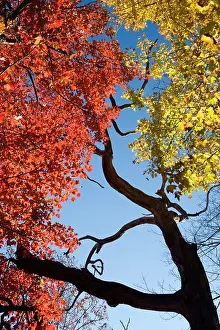 Red and Yellow Fall Leaves - Pisgah National Forest - near Brevard, North Carolina USA