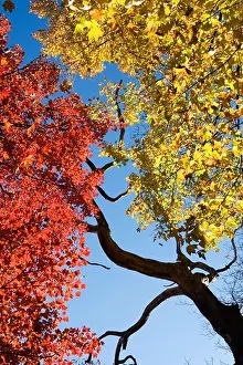 Red and Yellow Fall Leaves - Pisgah National Forest - near Brevard, North Carolina USA