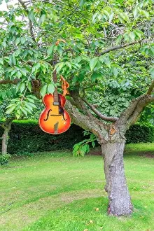 A red and yellow Hofner acoustic guitar hanging from tree branches in a park