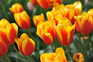 Tulip Prints: Red and yellow tulips (Tulipa) Tarzan bloom in a garden in April