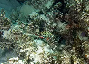 Belize Prints: A Redband Parrotfish (Sparisoma aurofrenatum) in Punta Cana, Dominican Republic