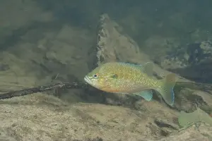 Sunfish Prints: Redbreast sunfish in a sandy river