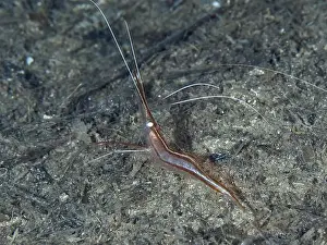 Le Midi Prints: A reddish-brown shrimp with long antennae