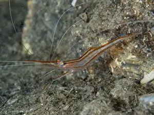 The Rock Prints: A reddish-brown shrimp with long antennae