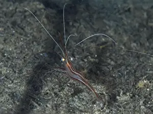 South France Prints: A reddish-brown shrimp with long antennae