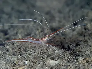 Cote Dazur Prints: A reddish-brown shrimp with long antennae