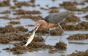 Egret Prints: Reddish egret (Egretta rufescens) with caught fish at the ocean beach among piles of Sargassum seaweeds