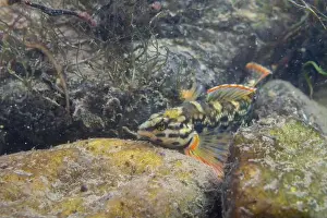 Darter Prints: Redline darter displaying on a rocky riverbed