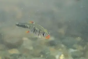 River Ecosystem Prints: Redlip shiner in a sandy riverbed