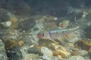 River Ecosystem Prints: Redlip shiner in a sandy riverbed