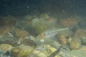 River Ecosystem Prints: Redlip shiner in a sandy riverbed