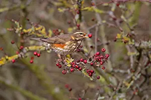 Feeding Prints: REDWING Turdus iliacus eating Hawthorn berry Cheshire UK November Redwing