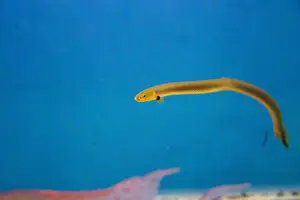 Congo Prints: The reedfish, ropefish, or snakefish - (Erpetoichthys calabaricus)
