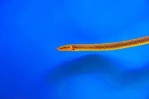 Congo Prints: The reedfish, ropefish, or snakefish - (Erpetoichthys calabaricus)