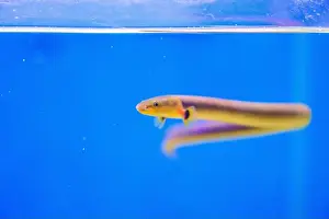 Congo Prints: The reedfish, ropefish, or snakefish - (Erpetoichthys calabaricus)