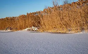 Reeds Prints: Reeds covered with winter frost standing beside frozen lake under warm sunrise light