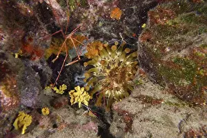 Canaries Prints: A reef with club anemone (Telmatactis cricoides)