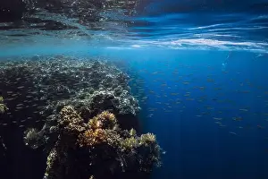 Coral Underwater Prints: Reef with corals and fish underwater in transparent blue ocean