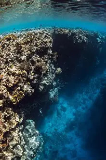 Coral Underwater Prints: Reef with corals underwater in transparent blue ocean