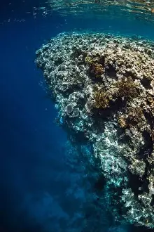 Coral Underwater Prints: Reef with corals underwater in transparent blue ocean