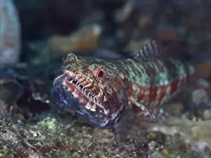 Lurking Prints: Reef lizardfish (Synodus variegatus) with open mouth and colourful scales lurking on the seabed
