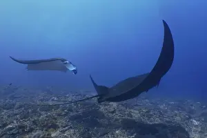 Manta Ray Prints: Two reef manta rays (Mobula alfredi)