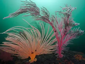 Cape Town Prints: Reef scene with large orange Flagellar sea fan and a Palmate sea fan surrounding it