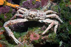 Crab Prints: Reef Spider Crab, Mithrax spinosissimus, Cozumel, Caribbean Sea, Mexico