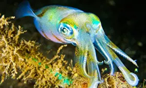 Biosphere Prints: Reef Squid, Reef Building Corals, Coral Reef, Lembeh, North Sulawesi, Indonesia, Asia