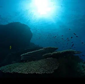 Subaquatic Prints: Reef view with table corals and sun ball