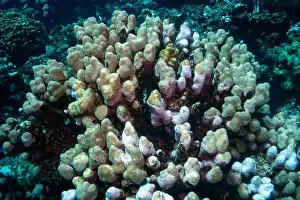 Underwater Photograph Prints: Reefs bleaching and dying, sea warming in Red Sea near Marsa Alam, Egypt