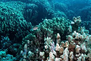 Underwater Photograph Prints: Reefs bleaching and dying, sea warming in Red Sea near Marsa Alam, Egypt