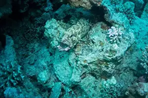 Underwater Photograph Prints: Reefs bleaching and dying, sea warming in Red Sea near Marsa Alam, Egypt