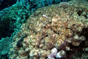 Underwater Photograph Prints: Reefs bleaching and dying, sea warming in Red Sea near Marsa Alam, Egypt