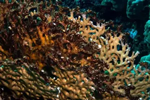 Underwater Photograph Prints: Reefs bleaching and dying, sea warming in Red Sea near Marsa Alam, Egypt