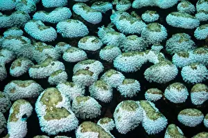 Underwater Photograph Prints: Reefs bleaching and dying, sea warming in Red Sea near Marsa Alam, Egypt
