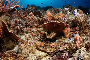 Batu Mandi Prints: Reefscape - Bangka Island