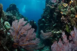 Batu Mandi Prints: Reefscape - Bangka Island