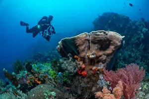 Batu Mandi Prints: Reefscape - Bangka Island