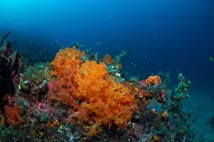Sahuang Prints: Reefscape - Bangka Island