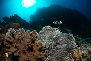 Sahuang Prints: Reefscape - Bangka Island