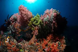 Batu Mandi Prints: Reefscape - Bangka Island